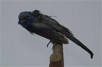 藏品(黑枕藍鶲)的圖片